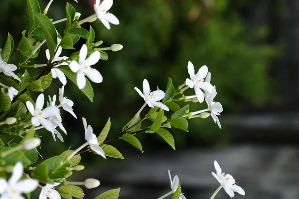 Μικρά Άσπρα Λουλούδια Πράσινα Φύλλα — Φωτογραφία Αρχείου