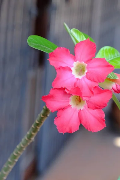 Pink Flowers Green Leaves Bright Sunny Days — Stock Photo, Image