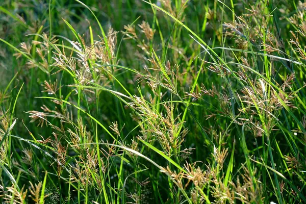 Kleines Gras Auf Dem Feld Einem Sonnigen Tag Verwendung Als — Stockfoto