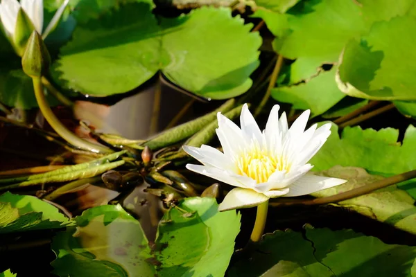 Nilüfer Havuzunda Beyaz Nilüfer Yeşil Yapraklar — Stok fotoğraf