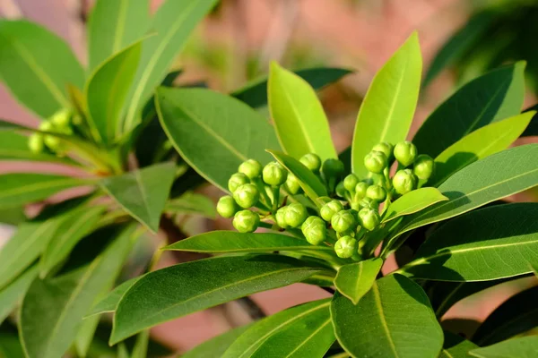 Bouquet Fleurs Vertes Jaunes Insectes Aux Feuilles Vertes Dans Les — Photo