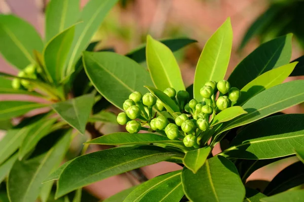 Bouquet Fleurs Vertes Jaunes Insectes Aux Feuilles Vertes Dans Les — Photo