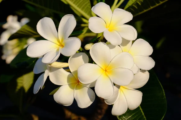 Fleurs Fleurissent Dans Saison Reproduction Fond Feuillage Vert Plumeria Blanc — Photo