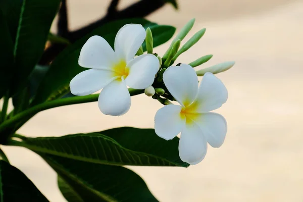 Białe Kwiaty Zielonymi Liśćmi — Zdjęcie stockowe