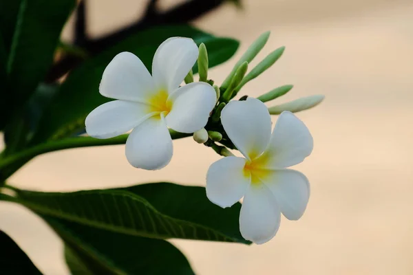 Flores Blancas Con Hojas Verdes —  Fotos de Stock
