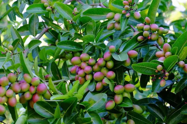 Bengale Cassis Karanda Carunda Les Fruits Sont Sains — Photo