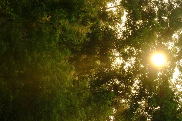 Ήλιος Λάμπει Μέσα Κλαδιά Δέντρων Στο Δάσος — Φωτογραφία Αρχείου