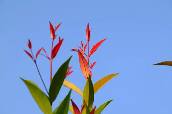 Rote Junge Blätter Der Baumkrone Mit Blauem Himmel — Stockfoto
