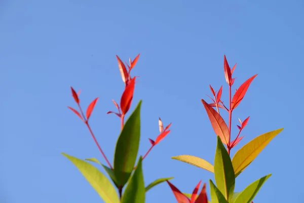 Czerwony Młode Liście Góry Drzewo Błękitnego Nieba — Zdjęcie stockowe