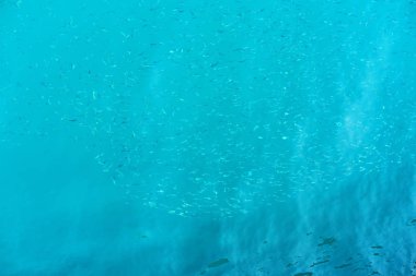 Mavi denizde yüzme balık