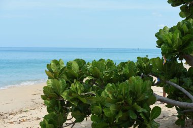 Güzel bir plaj, temiz su, güzel plajları ve dalgalar. Güneşli bir günde