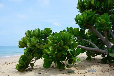 Güzel bir plaj, temiz su, güzel plajları ve dalgalar. Güneşli bir günde