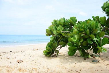 Güzel bir plaj, temiz su, güzel plajları ve dalgalar. Güneşli bir günde