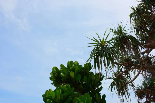 Piante Tropicali Verdi Sfondo Cielo — Foto Stock