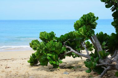 Güzel bir plaj, temiz su, güzel plajları ve dalgalar. Güneşli bir günde