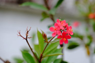 Güzel bir plaj, temiz su, güzel plajları ve dalgalar. Güneşli bir günde