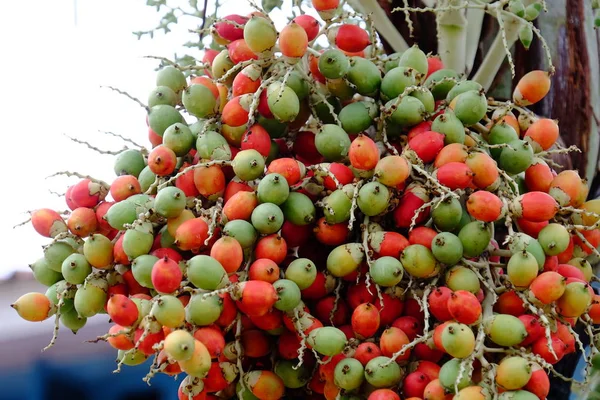 Betel Palmu Fruit Palm Siemenet Nippu Phoenix Roebelenii — kuvapankkivalokuva