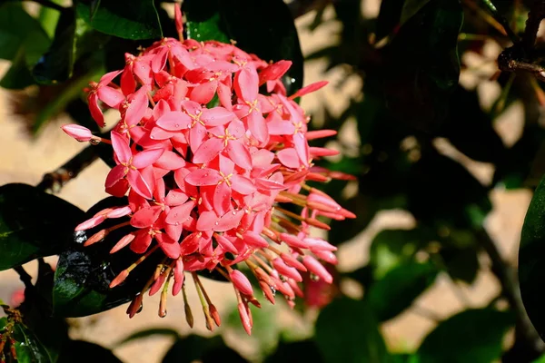 Fleurs Roses Pendant Automne Avec Gouttes Feuilles Vertes — Photo