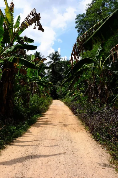 Ścieżka Zielonym Lesie Tropikalnym — Zdjęcie stockowe