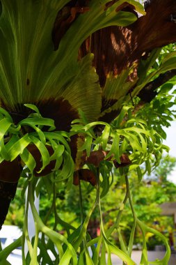 Bahçe güzel ve küçük bir şelale havuzları ile. Birçok güzel bitki.