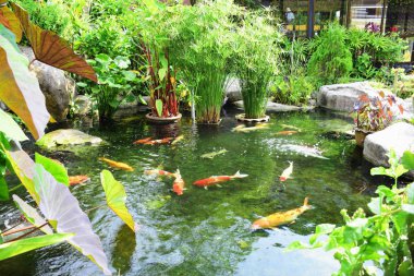 Bahçe güzel ve küçük bir şelale havuzları ile. Birçok güzel bitki.