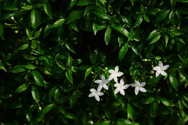 庭は美しく 池と小さな滝があります 多くの美しい植物があります — ストック写真