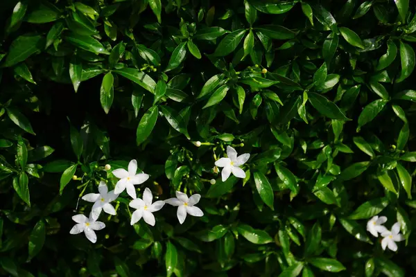 庭は美しく 池と小さな滝があります 多くの美しい植物があります — ストック写真