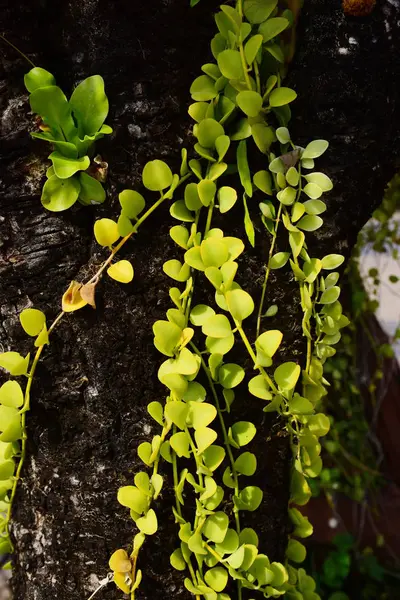 Сад Красивый Небольшой Водопад Прудами Много Красивых Растений — стоковое фото