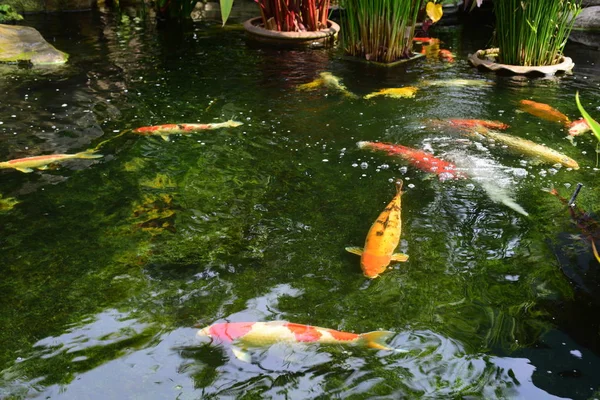 Jardín Hermoso Hay Una Pequeña Cascada Con Estanques Hay Muchas — Foto de Stock