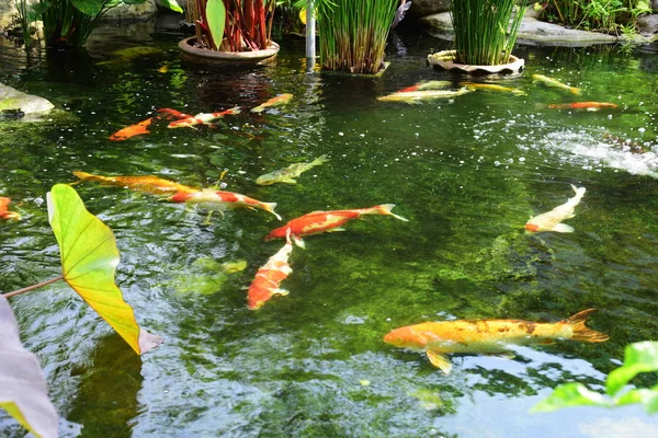 Jardín Hermoso Hay Una Pequeña Cascada Con Estanques Hay Muchas — Foto de Stock