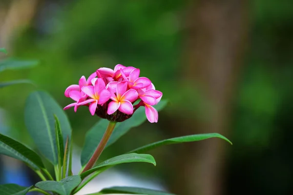 色とりどりの花や家の隣の庭で緑の木々 — ストック写真