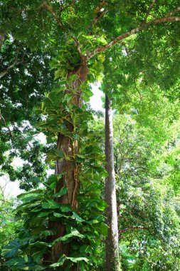 Güzel bahçe küçük şelale ve balık gölet. Birçok güzel bitki