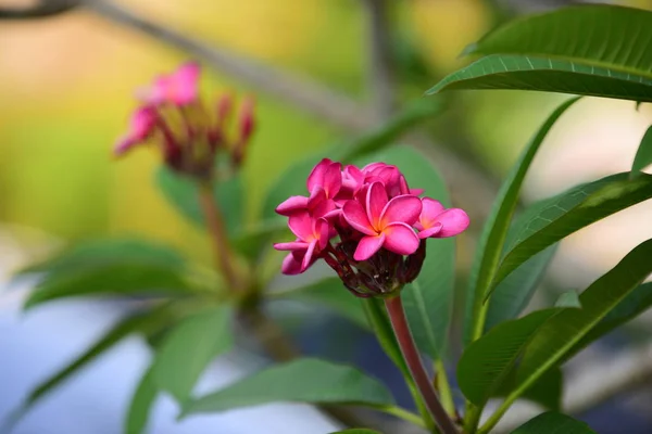 Kolorowe Kwiaty Zieleń Drzew Ogrodzie Obok Domu — Zdjęcie stockowe
