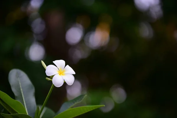 Fiori Colorati Alberi Verdi Nel Giardino Accanto Alla Casa — Foto Stock