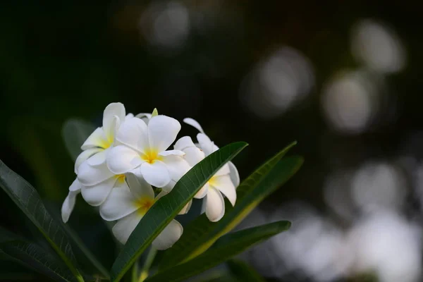 Πολύχρωμα Λουλούδια Και Πράσινα Δέντρα Στον Κήπο Δίπλα Από Σπίτι — Φωτογραφία Αρχείου