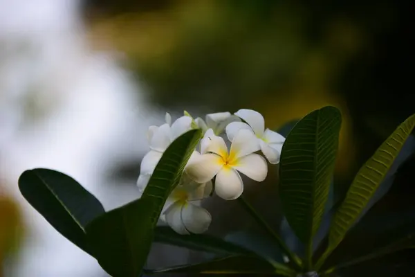 色とりどりの花や家の隣の庭で緑の木々 — ストック写真