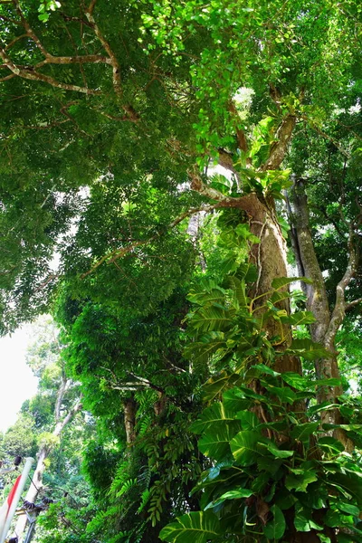 Belo Jardim Uma Pequena Cachoeira Lagoa Peixes Muitas Plantas Bonitas — Fotografia de Stock