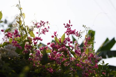 Bal arıları ile küçük pembe çiçekler.