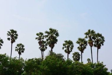palmiye ağacı gökyüzü ile