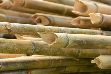 Bambu ağaçları işlemeden önce. İnşaat sektöründe ve çimento yapımında kullanılan