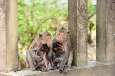 Maymun ailesi bir maymun anne ve sevimli maymun bebek var. Turistler atmak yemek yeme maymun