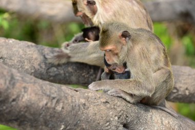 O turist throwmonkey oynama ve bakarak yemek yeme maymun.