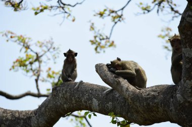 Maymun ailesi bir maymun anne ve sevimli maymun bebek var. O turist throwmonkey oynama ve bakarak yemek yeme maymun.