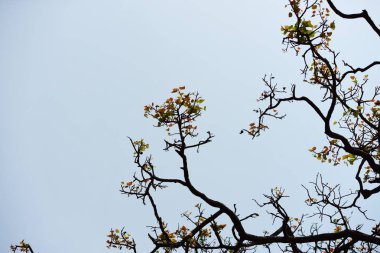 Dalları ve yaprakları güzel gökyüzü ile şekillenir.