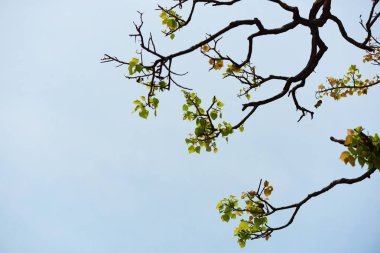 Dalları ve yaprakları güzel gökyüzü ile şekillenir.