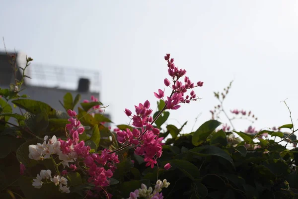 Kleine Roze Bloemen Met Bijen — Stockfoto