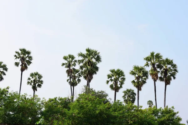 Palmiye Ağacı Gökyüzü Ile — Stok fotoğraf