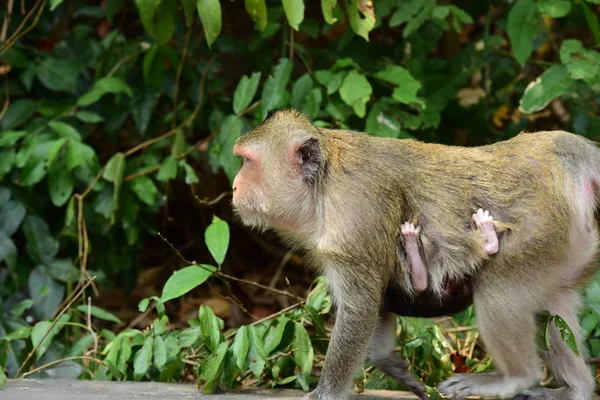 Familia Del Mono Tiene Una Madre Del Mono Bebé Mono — Foto de Stock