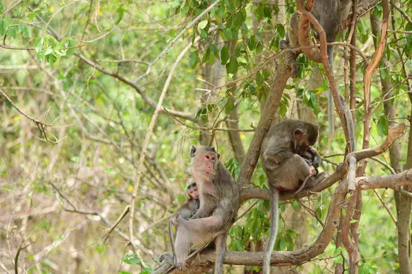 Małpa Rodziny Mieszkających Górach Pobliżu Chonburi Tajlandia — Zdjęcie stockowe