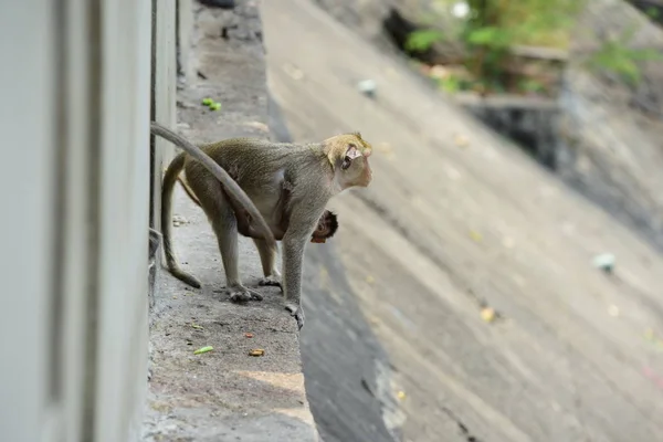 원숭이 원숭이 엄마와 귀여운 원숭이 아기가 원숭이 관광객 Throwmonkey — 스톡 사진